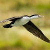 Kormoran pestry - Phalacrocorax varius - Pied Shag - karuhiruhi 4454